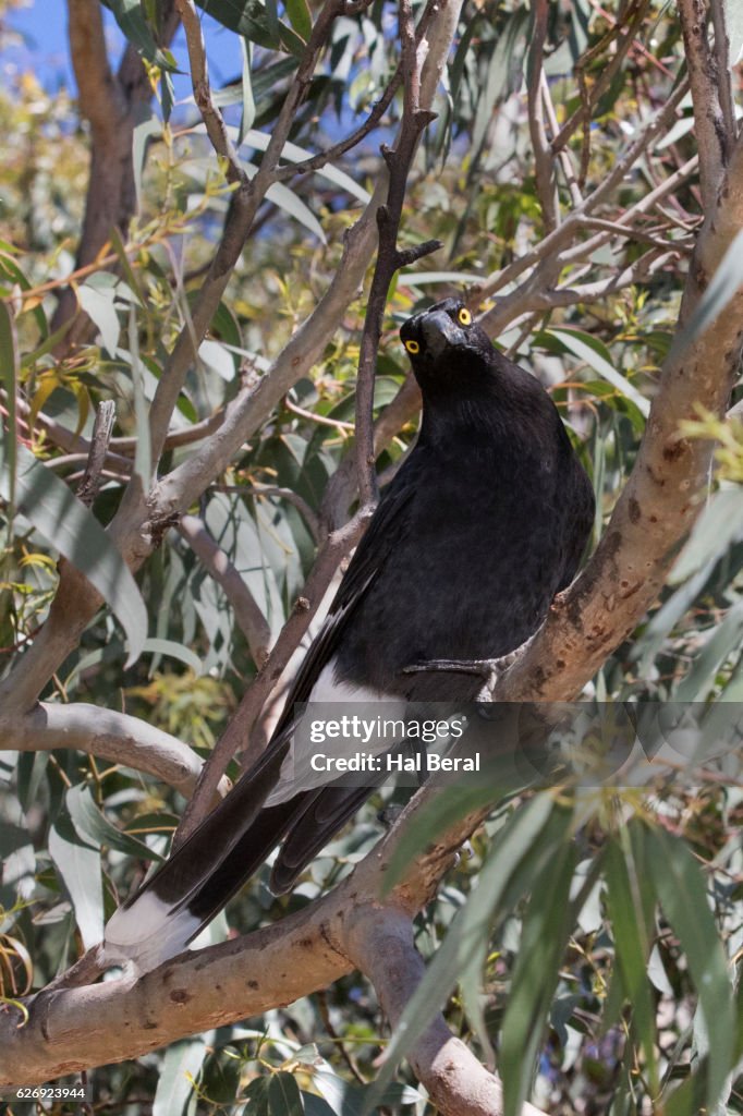 Pied Currawong