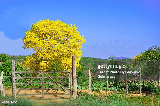 yellow tree - tabebuia stock pictures, royalty-free photos & images