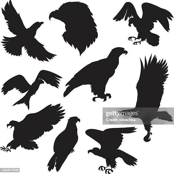 eagles set - hawk stock illustrations