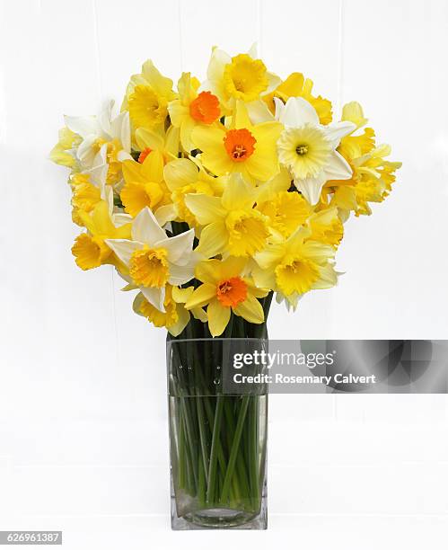 bunch of mixed daffodils from english garden. - daffodil isolated stock pictures, royalty-free photos & images