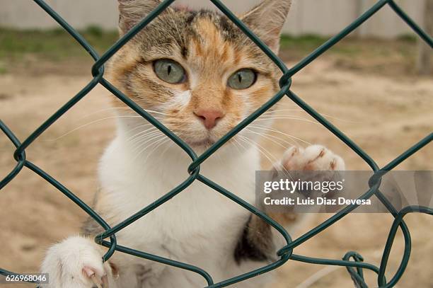 sad cat behind a fence - militante gruppe stock-fotos und bilder