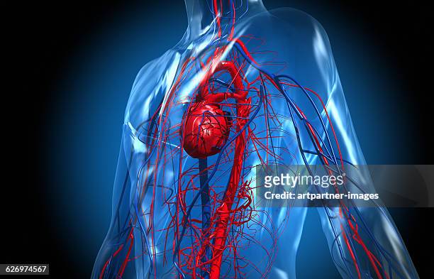the cardiovascular system - human heart stock-fotos und bilder