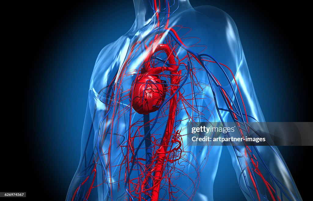 The Cardiovascular System
