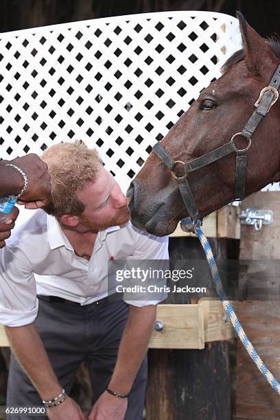 Prince Harry pets a horse at 'Nature Fun Ranch' on the eleventh day of an official visit on December 1, 2016 in St Andrew, Barbados. The ranch allows...