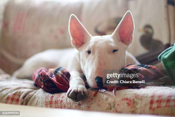 tired dog - bull terrier stock pictures, royalty-free photos & images