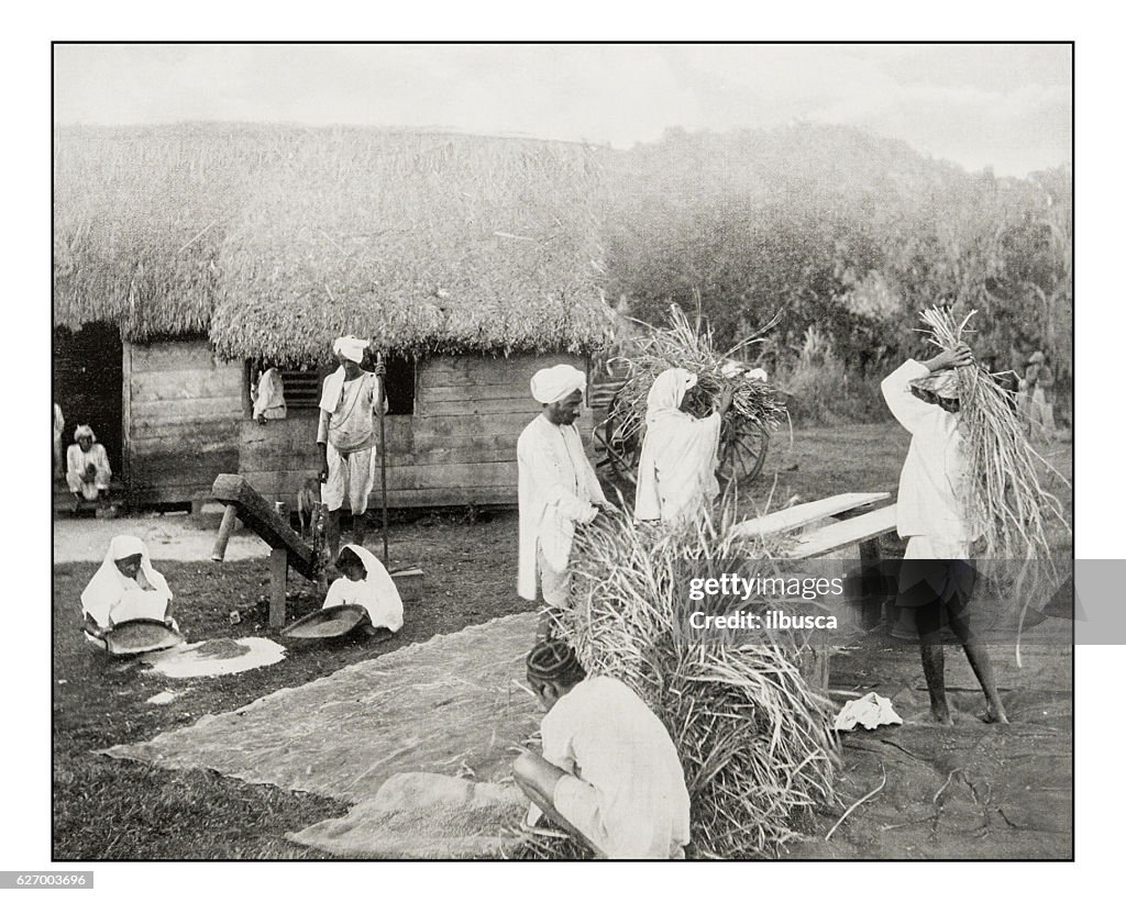 Antique photograph of people preparing rice in Jamaica