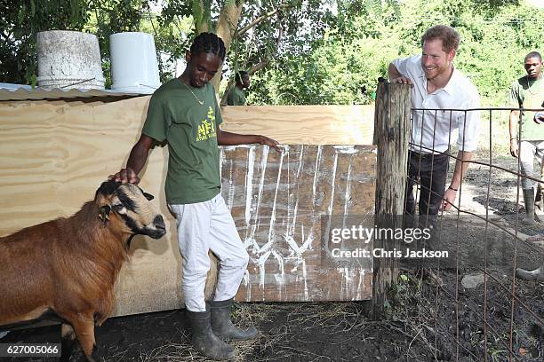 Prince Harry is seen at 'Nature Fun Ranch' on the eleventh day of an official visit on December 1, 2016 in St Andrew, Barbados. The ranch allows...