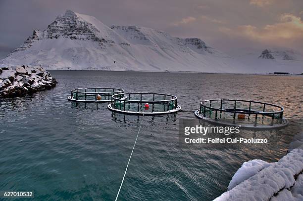 fish cages at fjord of ísafjarðardjúp at bolungarvík in the westfjords of iceland - cultura islandesa fotografías e imágenes de stock