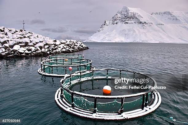 fish cages at fjord of ísafjarðardjúp at bolungarvík in the westfjords of iceland - cultura islandesa fotografías e imágenes de stock