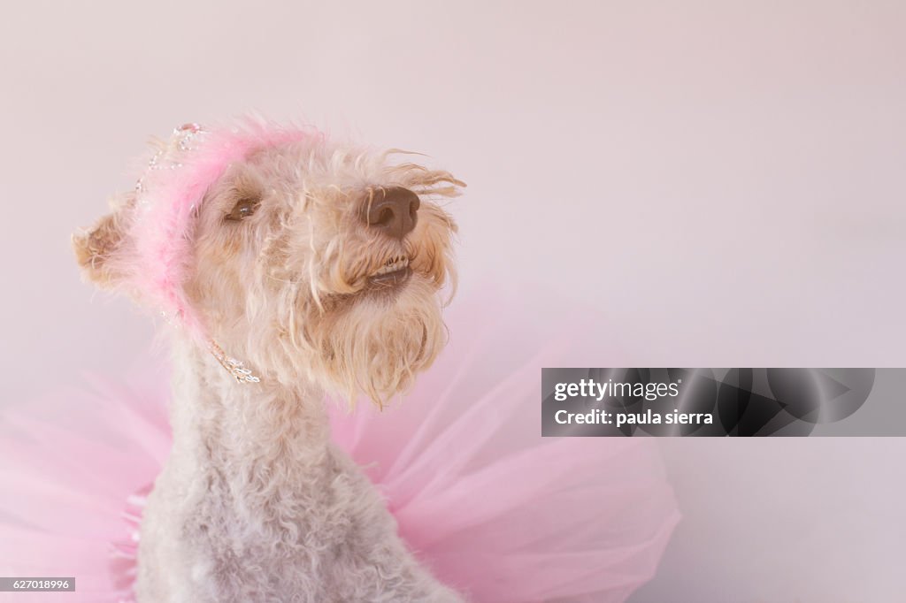 Pink tutu