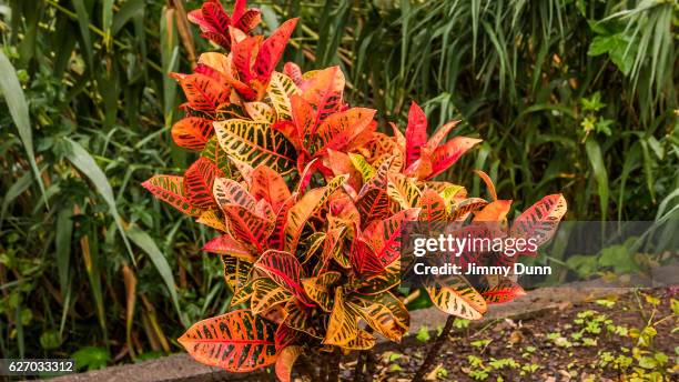 codiaeum variegatum - plant - croton plant bildbanksfoton och bilder