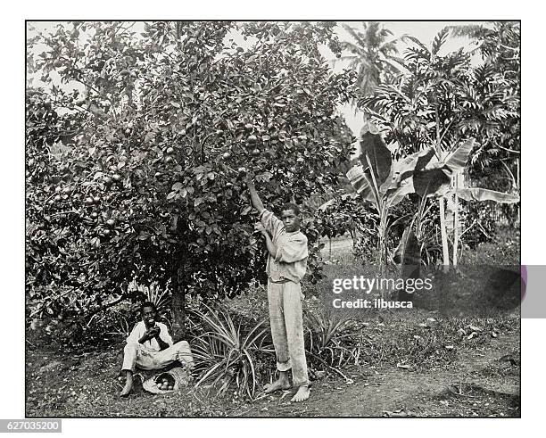 bildbanksillustrationer, clip art samt tecknat material och ikoner med antique photograph of orange picking in jamaica - fruktträd