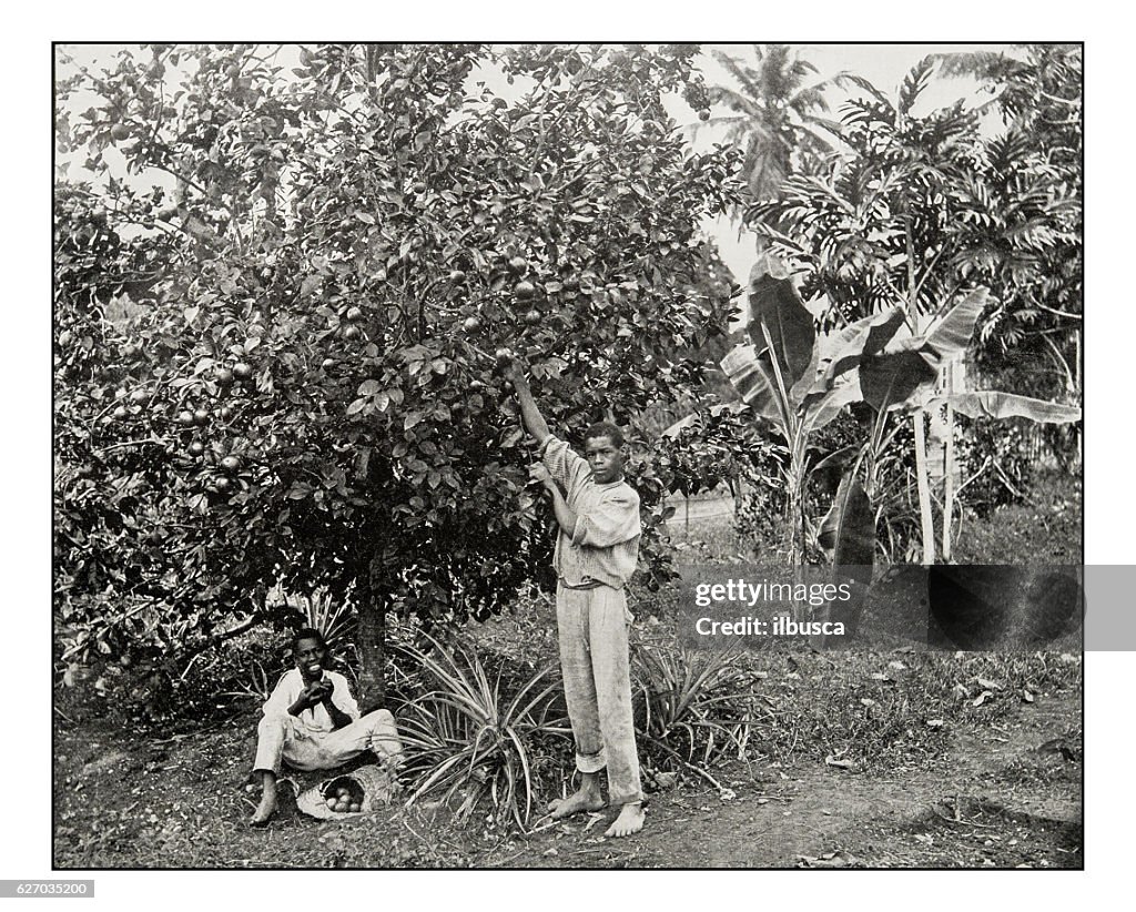 Antique photograph of Orange Picking in Jamaica