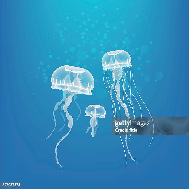 stockillustraties, clipart, cartoons en iconen met jellyfish - in het water levend