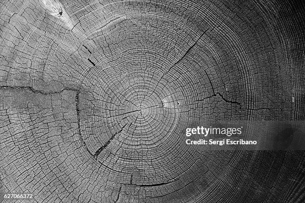 tree rings - tree ring stock pictures, royalty-free photos & images