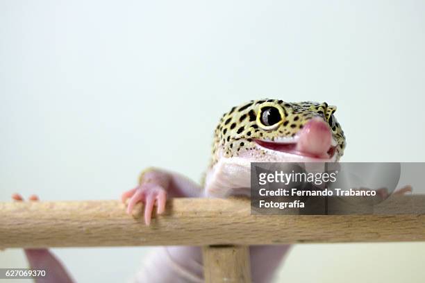 leopard gecko  climbing a branch. - gecko leopard stockfoto's en -beelden