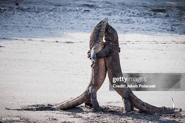 Two komodo dragons embracing each other during a fight