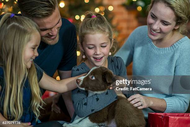 family adopting a new puppy at christmas - fat hairy guys stockfoto's en -beelden