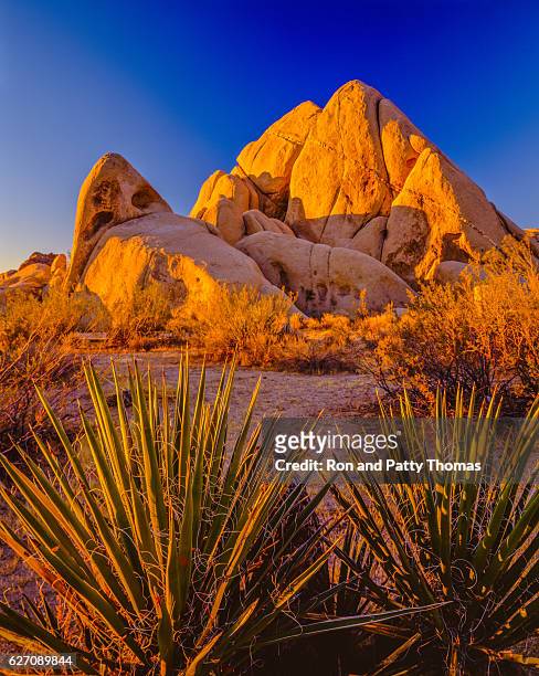 california desert at sunset joshua tree national park - mojavewoestijn stockfoto's en -beelden