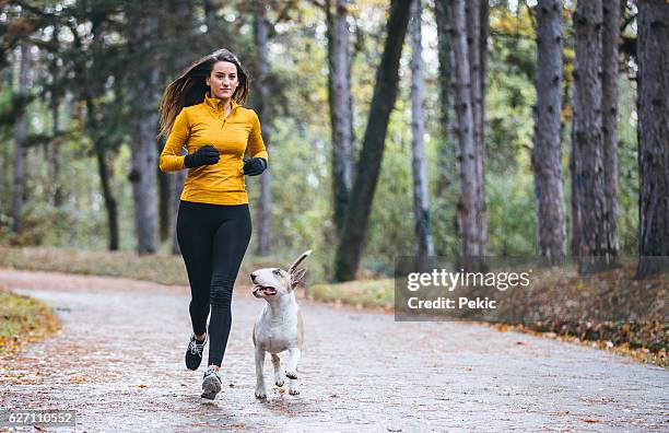 jogging in the morning with the dog - 訓練犬 個照片及圖片檔