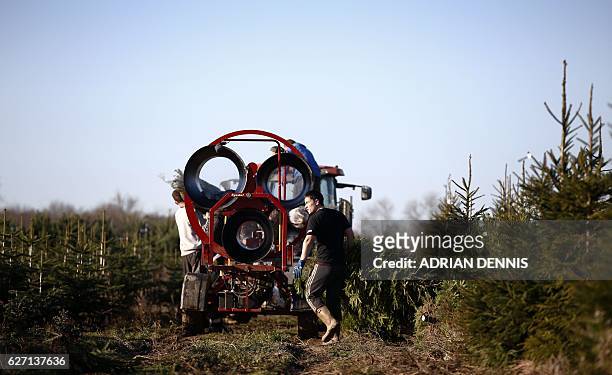 William Rea carries a tree to the netting machine before loading it onto a trailer at Christmas Tree Place in Berkhamsted, Buckinghamshire on...