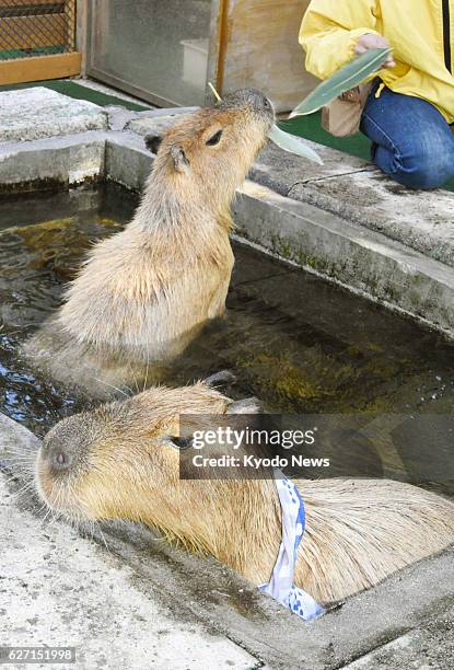 Capybaras take a bath at Daisen Tom-Sawyer Pasture in Yonago, western Japan, on Dec. 2, 2016.