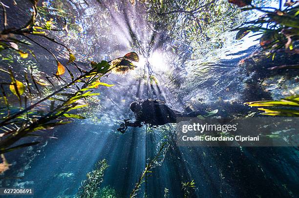 córrego azul river, brazil - bonito stock pictures, royalty-free photos & images