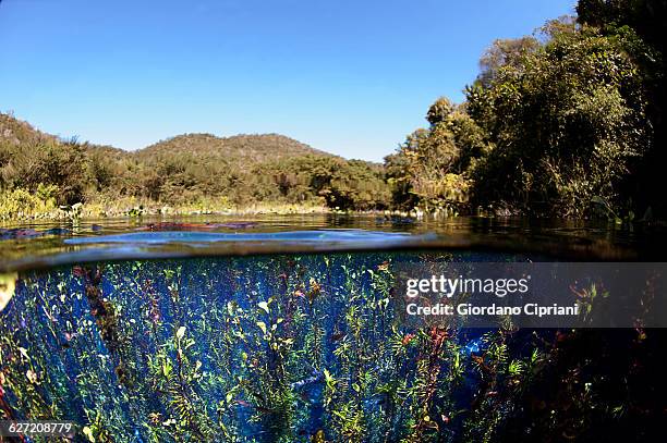 córrego azul river, brazil - état du mato grosso do sul photos et images de collection