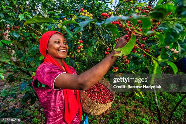 junge afrikanische frau sammeln kaffee-kirschen, osten und afrika - rohe kaffeebohne stock-fotos und bilder