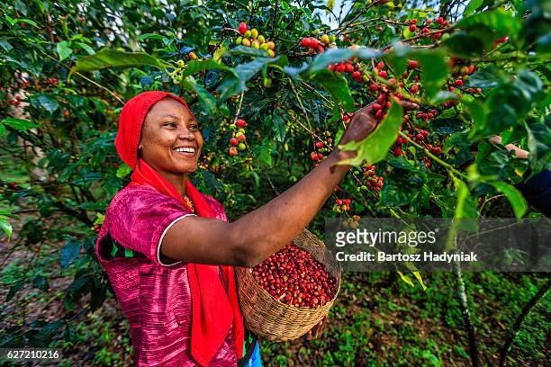giovane donna africana raccolta di caffè ciliegie, oriente e africa - ethiopian food foto e immagini stock