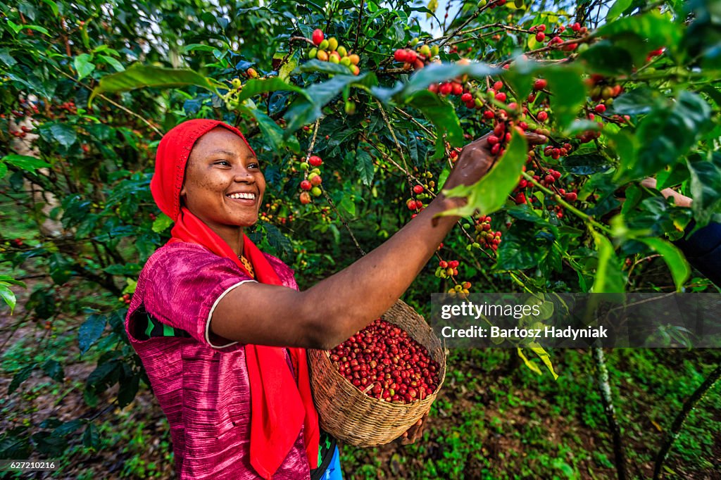 Young African woman collecting coffee cherries, East Africa