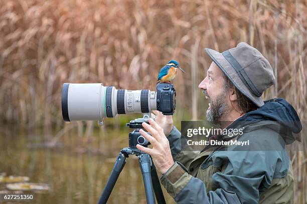 clumsy nature photographer with kingfisher on the camera - photographer taking pictures nature stock pictures, royalty-free photos & images