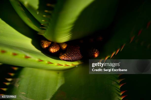 macro view of a plant aloe ferox (cape aloe) - makrokosmos stock-fotos und bilder