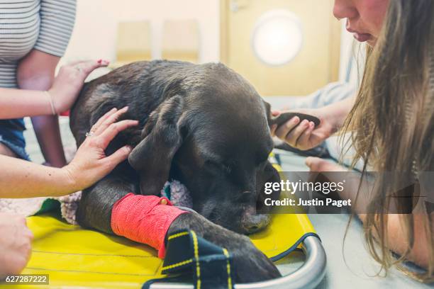 family around dying dog - pet death stock pictures, royalty-free photos & images