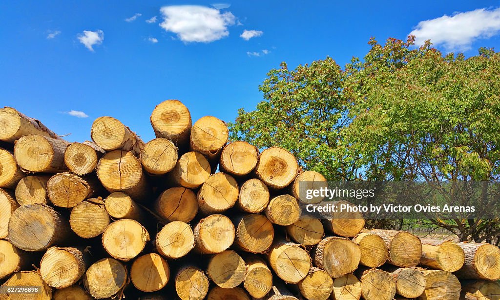 Pile of logs from poplars in La Vega valley in Granada, Andalusia, Spain