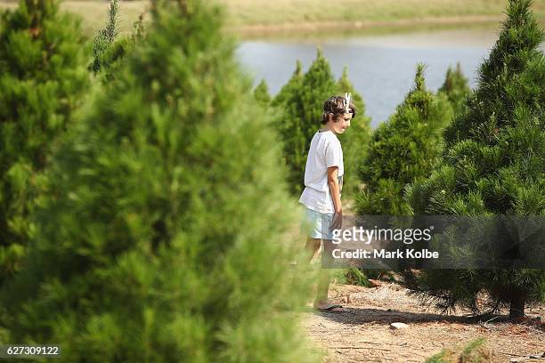 Young boy looks at tree as he searches with his family for their tree at Top Shape Live Christmas Trees farm in Luddenham on December 3, 2016 in...