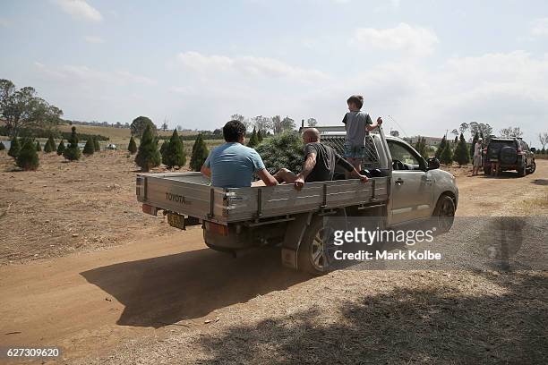 People sit in the back of a ute with their a tree after cutting it down at Top Shape Live Christmas Trees farm in Luddenham on December 3, 2016 in...