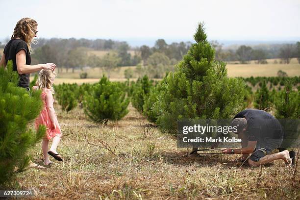 Man wearing thongs cuts his own tree as his family watch on at Triple A Christmas Tree Farm in Luddenham on December 3, 2016 in Sydney, Australia....