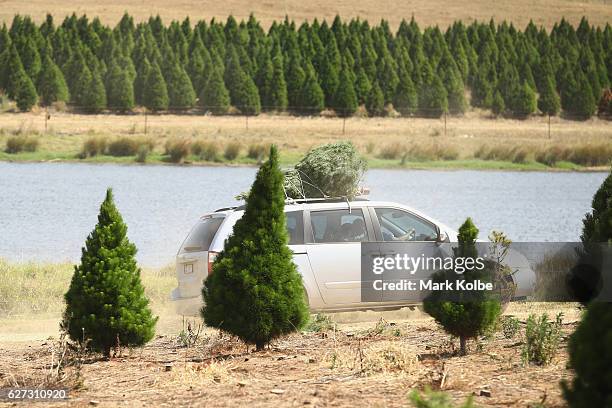 Freshly cut tree is seen on the roof racks of a car at Top Shape Live Christmas Trees farm in Luddenham on December 3, 2016 in Sydney, Australia....