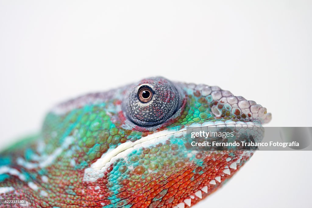 Panther Chameleon (Chameleo pardalis),Eye detail