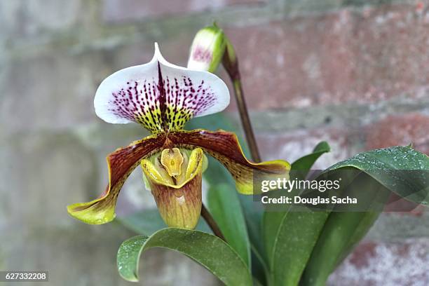 lady's slipper orchid (genus paphiopedilum) - orchid arrangement stock pictures, royalty-free photos & images