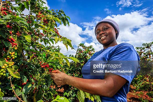 young african woman collecting coffee cherries, kenya, east africa - kenya coffee stock pictures, royalty-free photos & images