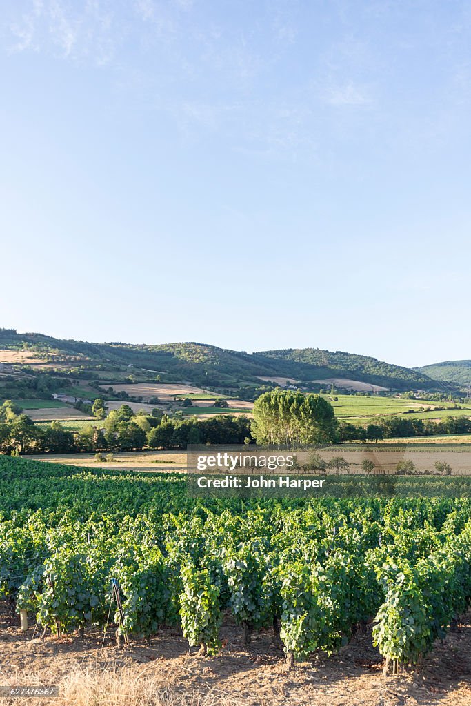 Burgundy vineyards, France