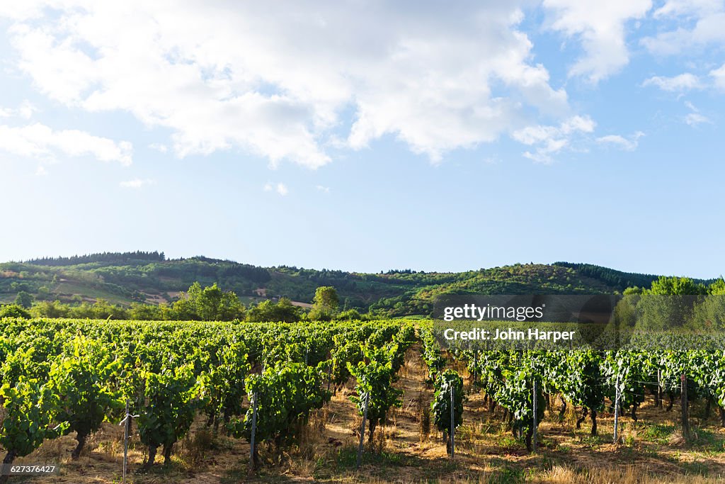 Burgundy vineyards, France