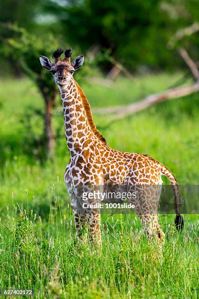 bebê girafa como um brinquedo com cordão umbilical - baby giraffe - fotografias e filmes do acervo