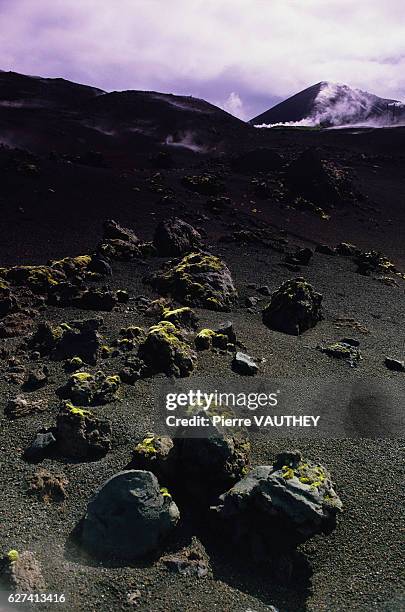 Moss grows on volcanic rocks on Surtsey Island.