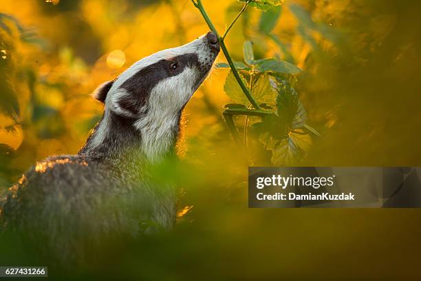 european badger (meles meles) - leaf on roof stockfoto's en -beelden