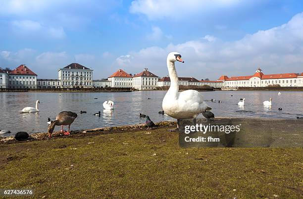 poser swan in front of nymphenburg castle (schloss nymphenburg), munich/ bavaria/ germany - city poser stock pictures, royalty-free photos & images