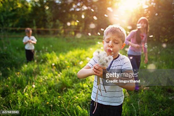 kids enjoying spring in dandelion field - child dandelion stockfoto's en -beelden