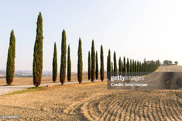 tree linked road in tuscany, italy - polyalthia stock pictures, royalty-free photos & images